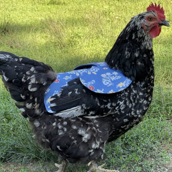 Chicken Saddle, Hen Feather Protector